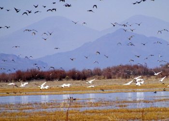 La Reserva Natural Laguna Las Salinas en alerta por explotación de litio