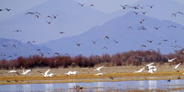 La Reserva Natural Laguna Las Salinas en alerta por explotación de litio