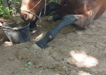Media sanción a la Ley Ágata: Mendoza endurece las penas contra el maltrato animal y el abandono