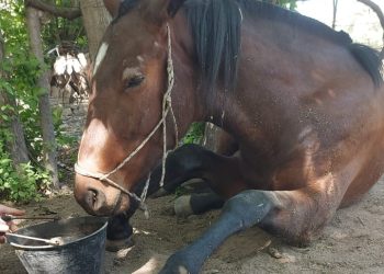 Media sanción a la Ley Ágata: Mendoza endurece las penas contra el maltrato animal y el abandono