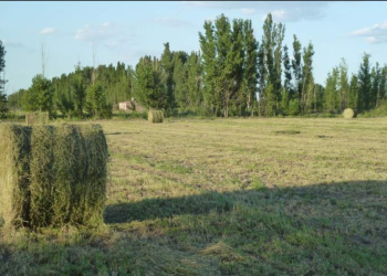 Un pleno a la ganadería en el sur de Mendoza: de frutales a forraje, más servicios y aumento del stock vacuno