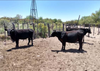 Llamado de atención para la ganadería del sur mendocino: detectan leptospirosis y neosporosis en rodeos bovinos