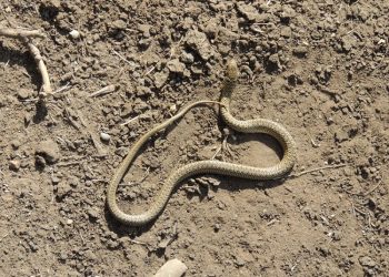 Serpientes y arañas: el Schestakow es centro de referencia para antídotos por ataques de animales ponzoñosos