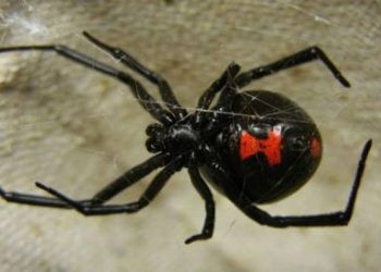 Alerta por animales ponzoñosos en la región: la Cruz Roja y recomendaciones para prevenir accidentes