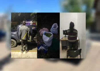 Policías los sorprendieron llevándose 40 kilos de aceitunas en una finca de Maipú