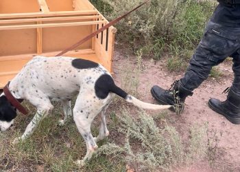 Nol, perro de la Policía de Mendoza, esclareció un robo en San Rafael