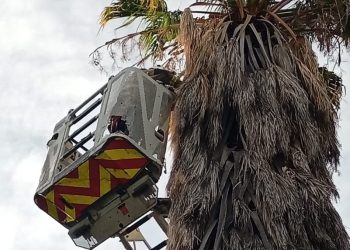 Exitoso rescate en San Rafael: devolvieron un pichón de lechuza de campanario a su nido a 15 metros de altura