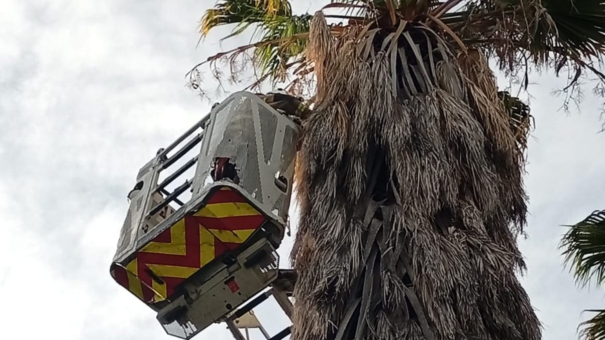 Exitoso rescate en San Rafael: devolvieron un pichón de lechuza de campanario a su nido a 15 metros de altura