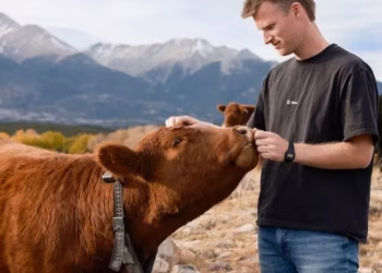 Lanzan collares inteligentes para vacas: funcionan con energía solar y se controlan desde el celular