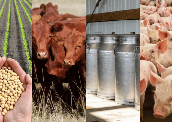 El conflicto en Medio Oriente encarecerse costos y golpea la rentabilidad del campo argentino