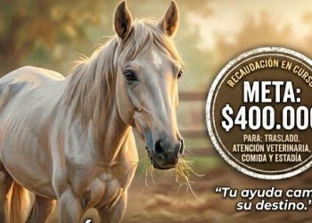 Una segunda oportunidad: buscan ayudar a una yegua rescatada para que pueda comenzar de nuevo