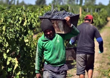 La cosecha de uva registra un 37% menos que la temporada anterior en San Rafael