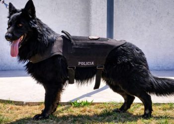 Héroes de cuatro patas: el Cuerpo de Canes del sur provincial celebra un nuevo aniversario