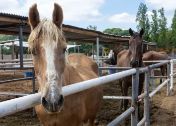 Condena histórica en Mendoza: dos sanrafaelinos a prisión efectiva por faena clandestina de caballos