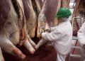 Boom de carnes no tradicionales: en San Rafael se pueden faenar jabalíes, ciervos y antílopes