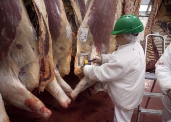 Boom de carnes no tradicionales: en San Rafael se pueden faenar jabalíes, ciervos y antílopes