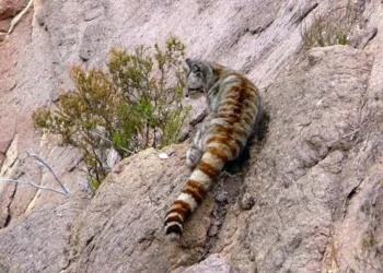 Especies protegidas de Mendoza: gran parte habita en el sur provincial
