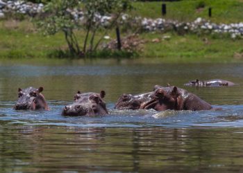 Colombia sacrificará a decenas de “hipopótamos de la cocaína” vinculados al narcotraficante Pablo Escobar