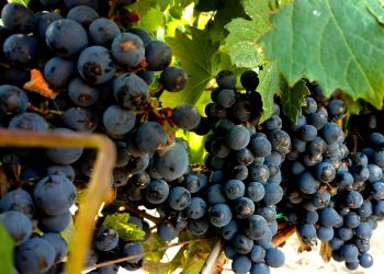 Día del Malbec: En San Rafael se cultivan más de 2100 hectáreas