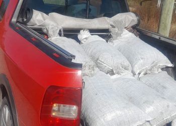 San Rafael: dos aprehendidos con más de 300 kilos de ciruela sustraída de un secadero