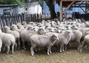 Alerta por scrapie en la Argentina: qué es y cuáles son los síntomas de la enfermedad que causó la muerte de varios animales