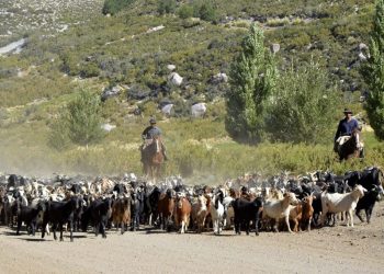 Fin de la veranada: los crianceros vuelven a los puestos con sus animales
