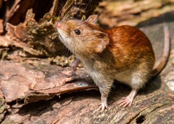 Hantavirus:  el “ratón colilargo” tiene presencia en San Rafael, Alvear y Malargüe