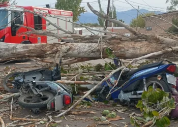 Crónica de un Zonda trágico: el árbol que no aguantó y la vida que se llevó el viento en Mendoza