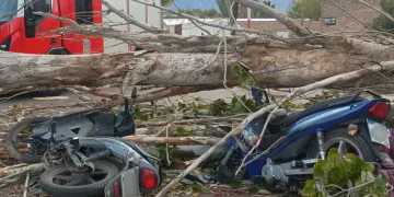 Crónica de un Zonda trágico: el árbol que no aguantó y la vida que se llevó el viento en Mendoza