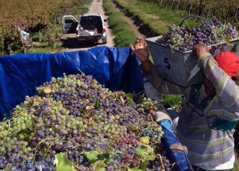 La cosecha de uva en San Rafael se desploma hasta un 39% y marca la mayor caída de Mendoza