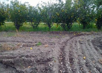 El membrillo detrás del trueque del Ejército: de más de 1.000 hectáreas en el Sur Mendocino a abandonarse en las fincas