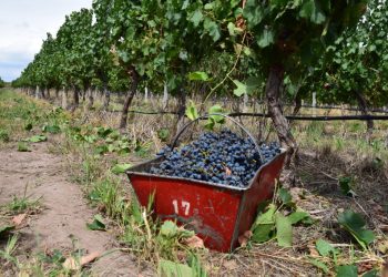 Cerró la cosecha de uvas y San Rafael registró solo 331.500 quintales