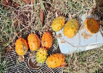 Del desierto africano a San Rafael: venden semillas de kiwano, una exótica fruta tropical que puede cultivarse en Mendoza