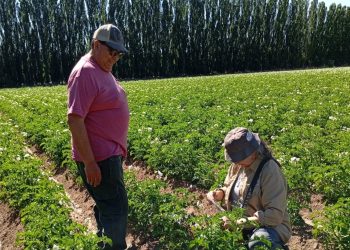 La ciencia detrás de una buena papa: el trabajo silencioso que protege la producción en el sur de Mendoza