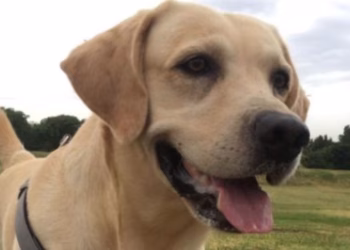 El emotivo reencuentro de un paciente con cáncer y su perro: la decisión médica que rompió todas las reglas