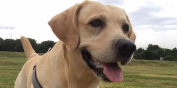 El emotivo reencuentro de un paciente con cáncer y su perro: la decisión médica que rompió todas las reglas