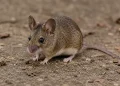 Hantavirus: Salud descartó el riesgo tras la muerte de los pacientes “cero” que pasaron por Mendoza