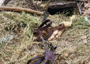 Allanamiento por abigeato en General Alvear: secuestraron carne, ganado y cannabis, y detuvieron a un hombre