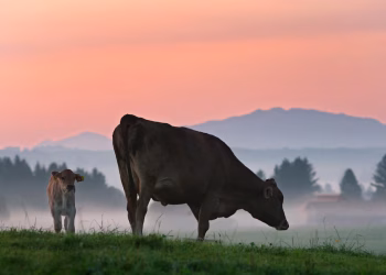 Carne vacuna: prevén el menor consumo en 20 años