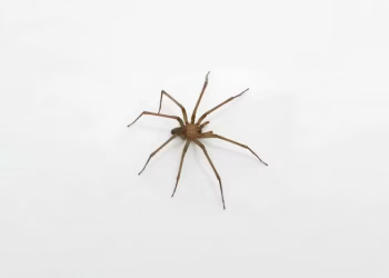 Evitar picaduras y accidentes: cómo detectar a una araña violinista o de rincón con el celular