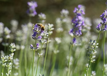 Ni lavanda ni limonero: la planta que perfuma el jardín con un aroma único