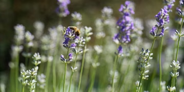 Ni lavanda ni limonero: la planta que perfuma el jardín con un aroma único