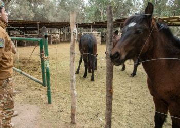 Operativo contra el abigeato en el Sur: la Policía Rural recuperó 11 caballos y detuvo a un hombre