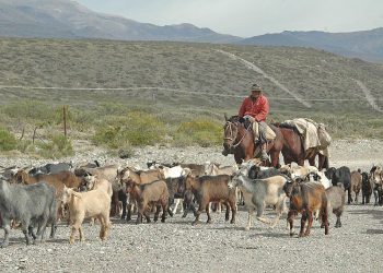 Reclaman por desalojos en puestos de El Secano y piden avanzar con la regularización de tierras