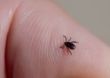 Pocos lo saben: por qué los celulares tienen un detector de garrapatas incorporado en la cámara