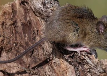 Alerta en la provincia de Buenos Aires: El brote de hantavirus ya causó 7 muertes y se disparan los contagios