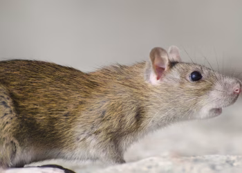 Alerta por Hantavirus en Argentina: qué roedores transmiten la enfermedad y en qué zonas viven