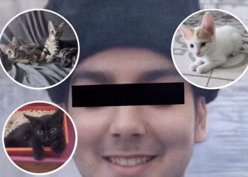 Investigan a un joven acusado de matar 16 gatos