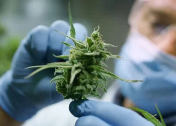 Cannabis medicinal: el producto más demandado y por qué la provincia tiene gran potencial