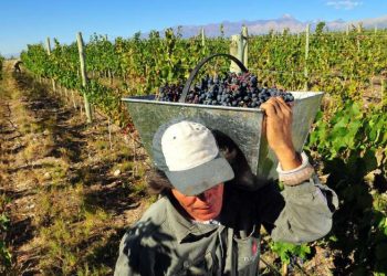 Confirmado: la cosecha de uvas en San Rafael cayó casi un 40% y fue una de las dos peores de la década